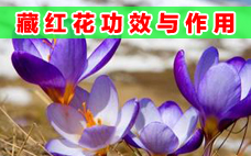 西紅花多少錢一克 西紅花和藏紅花的區(qū)別