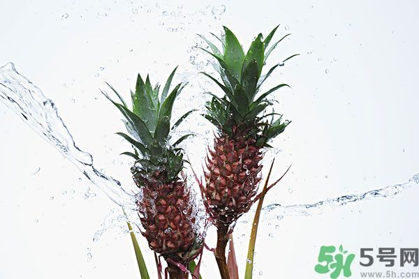 菠蘿和螃蟹能一起吃嗎？菠蘿能與螃蟹同吃嗎？