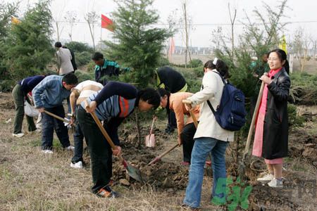 植樹節(jié)是幾月幾日？植樹節(jié)可以做些什么活動？