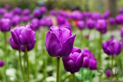 懷孕了能養(yǎng)花嗎？養(yǎng)什么花對胎兒好？