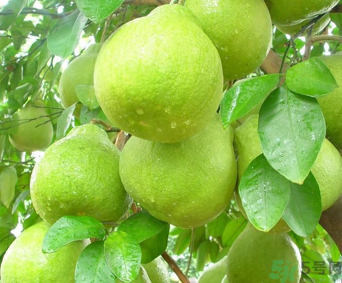 春季吃什么養(yǎng)生？春季怎樣養(yǎng)生？