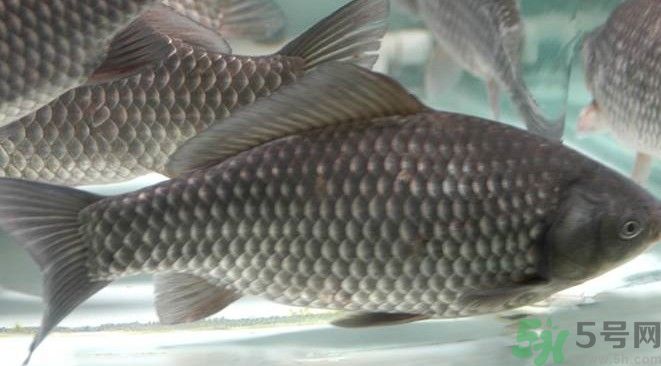 吃魚真的能變聰明嗎？喝魚湯有什么好處？