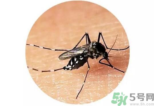 黃熱病是什么？黃熱病是什么癥狀？