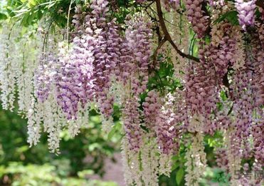 春天吃什么蔬菜好？春天吃蔬菜對(duì)身體有什么好？