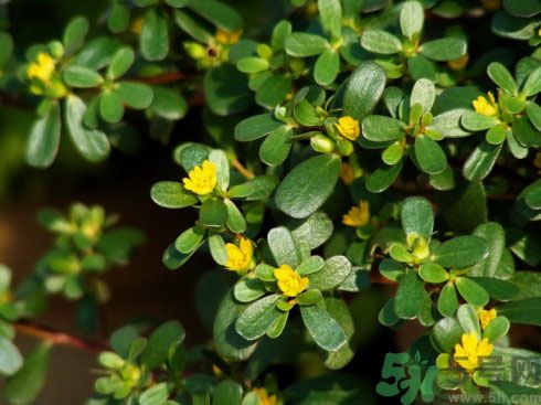 春天吃什么蔬菜好？春天吃蔬菜對(duì)身體有什么好？