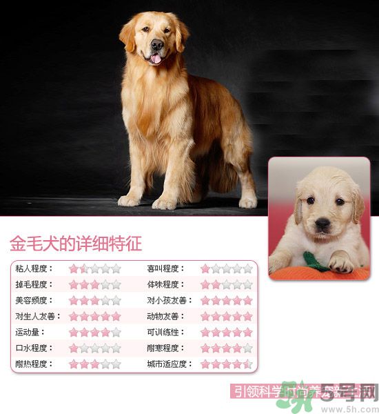 熱門(mén)寵物排名你知道嗎？寵物明星有哪些？