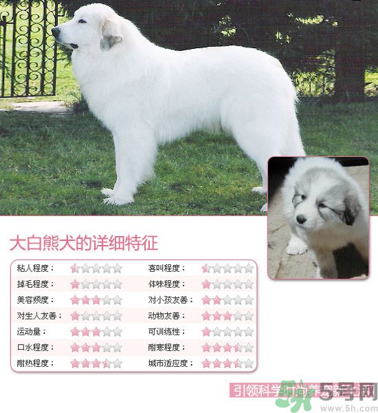 熱門(mén)寵物排名你知道嗎？寵物明星有哪些？