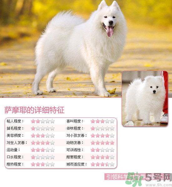 熱門(mén)寵物排名你知道嗎？寵物明星有哪些？