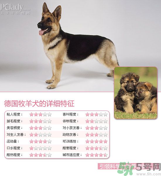 熱門(mén)寵物排名你知道嗎？寵物明星有哪些？
