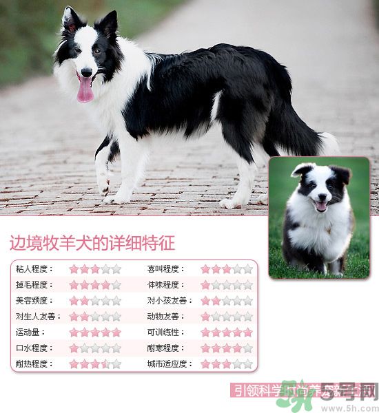 熱門(mén)寵物排名你知道嗎？寵物明星有哪些？