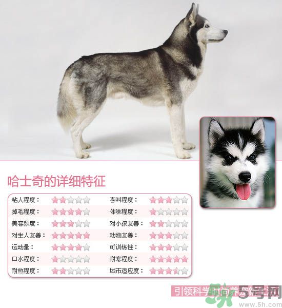 熱門(mén)寵物排名你知道嗎？寵物明星有哪些？