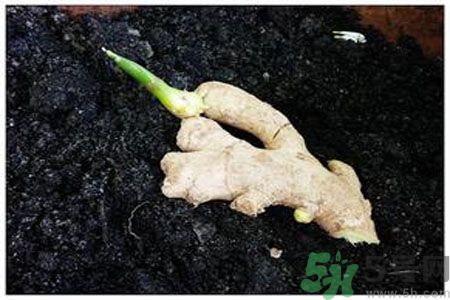 生姜發(fā)芽了能吃嗎？生姜發(fā)綠了能吃嗎？