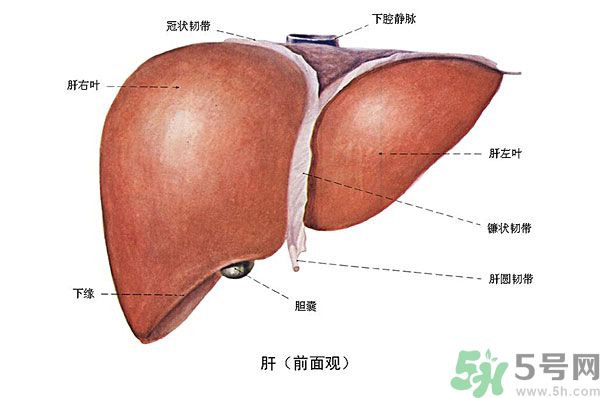 得了脂肪肝該怎么治？脂肪肝對人體危害有多大？