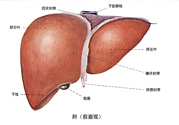 得了脂肪肝該怎么治？脂肪肝對人體危害有多大？