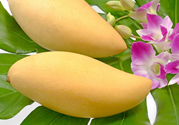 吃芒果嘴唇過(guò)敏怎么辦？為什么吃了芒果后嘴巴癢？