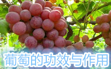 葡萄籽什么時候吃最好 葡萄籽一天吃幾粒