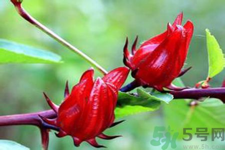 什么花可以?xún)艋諝?？什么花可以減肥？