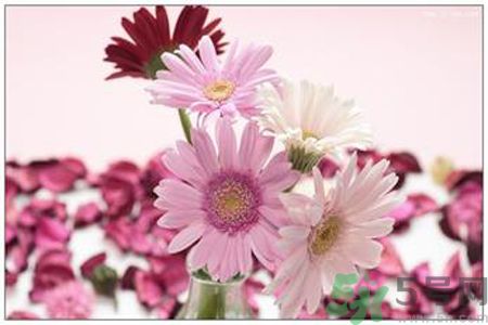 什么花可以?xún)艋諝?？什么花可以減肥？
