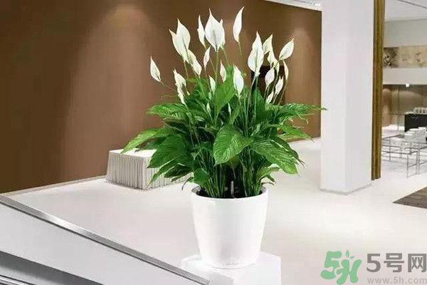 什么花可以?xún)艋諝?？什么花可以減肥？