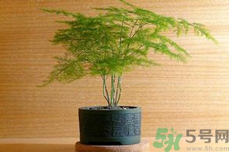 什么花可以?xún)艋諝?？什么花可以減肥？
