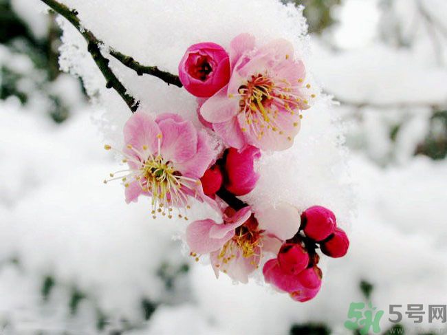 清明節(jié)有哪些習(xí)俗？清明節(jié)習(xí)俗的來源？