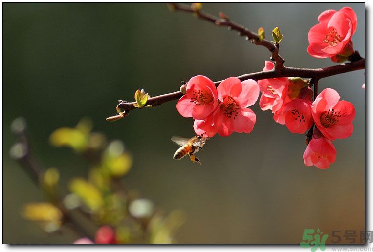 清明節(jié)有哪些習(xí)俗？清明節(jié)習(xí)俗的來源？