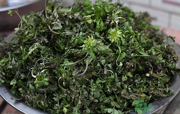 薺菜為什么是苦的？薺菜味道苦嗎？