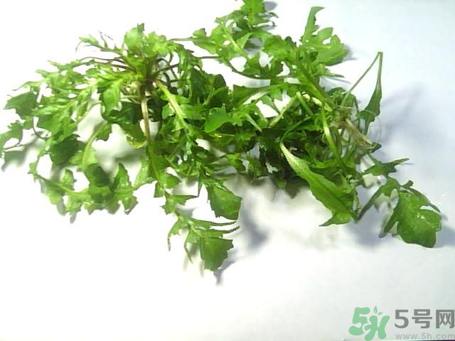 薺菜可以泡水喝嗎？薺菜泡水喝有什么好處？