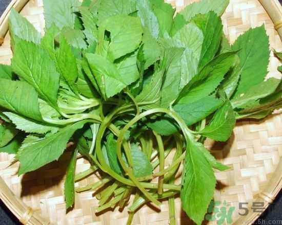 薺菜可以泡水喝嗎？薺菜泡水喝有什么好處？