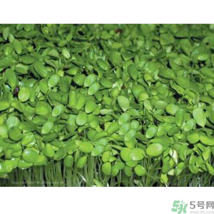 吃香椿要焯水嗎？吃香椿焯水還有營養(yǎng)價值嗎？