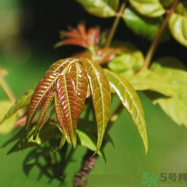吃香椿要焯水嗎？吃香椿焯水還有營養(yǎng)價值嗎？