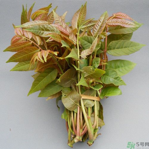 吃香椿要焯水嗎？吃香椿焯水還有營養(yǎng)價值嗎？