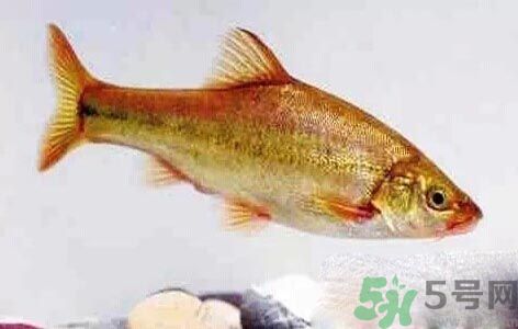 怎么挑選魚？挑魚的技巧有哪些？
