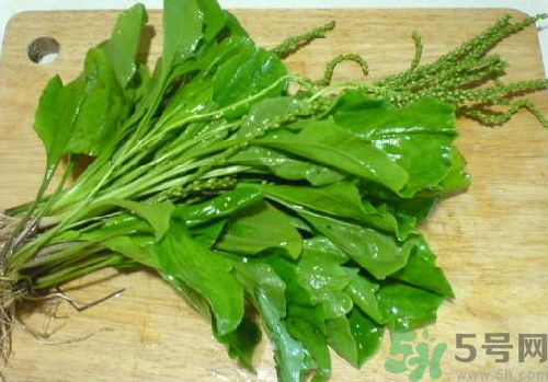 車前草能治痛風(fēng)嗎？車前草對(duì)痛風(fēng)的作用