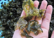 地皮菜孕婦能吃嗎？地皮菜孕婦吃好嗎？
