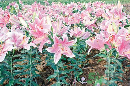 百合花可以吃嗎？百合花吃哪種？