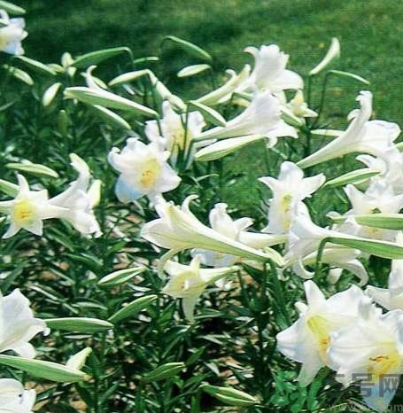 百合花可以吃嗎？百合花吃哪種？