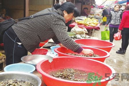 怎么挑選螺螄？螺螄怎么清洗？