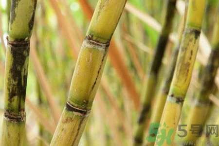 清明節(jié)可以吃甘蔗嗎？清明節(jié)不能吃哪些食物？