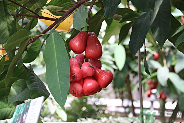 蓮霧月經(jīng)期間能吃嗎？來月經(jīng)能不能吃蓮霧？