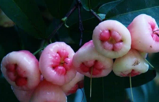 蓮霧皮能吃嗎？蓮霧要不要削皮？