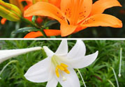 百合花可以吃嗎？百合花吃哪種？