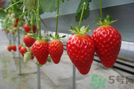糖尿病可以吃草莓嗎？糖尿病吃草莓好嗎？