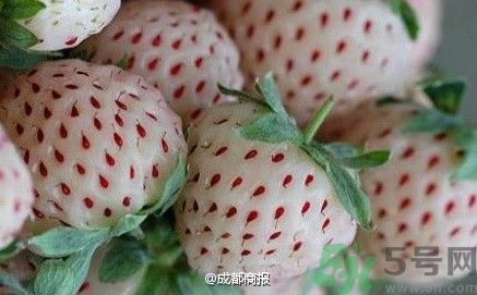 菠蘿莓好吃嗎？菠蘿莓好不好吃？