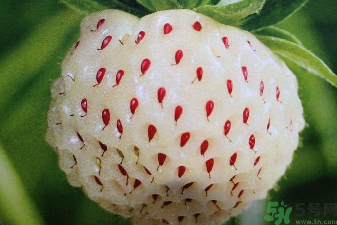 菠蘿莓好吃嗎？菠蘿莓好不好吃？