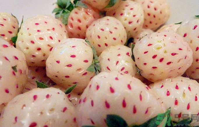 菠蘿莓孕婦能吃嗎？菠蘿莓懷孕可以吃嗎？