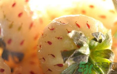 菠蘿莓孕婦能吃嗎？菠蘿莓懷孕可以吃嗎？