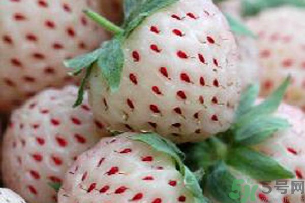 菠蘿莓孕婦能吃嗎？菠蘿莓懷孕可以吃嗎？