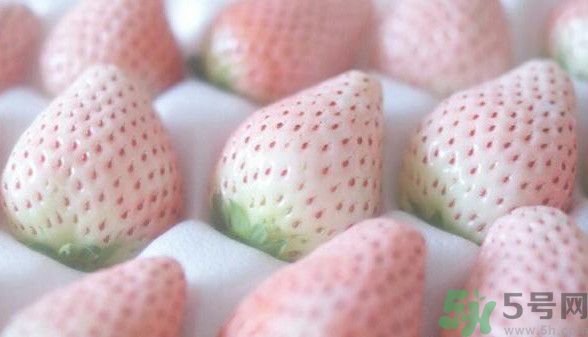寶寶能吃菠蘿莓嗎？嬰幼兒能吃菠蘿莓嗎？