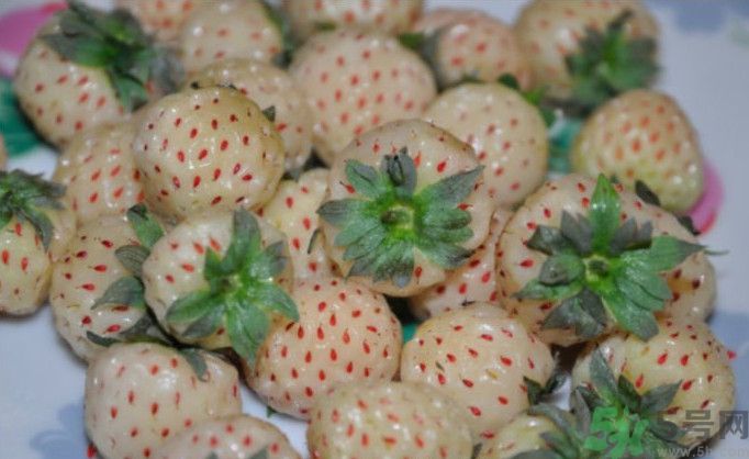 寶寶能吃菠蘿莓嗎？嬰幼兒能吃菠蘿莓嗎？